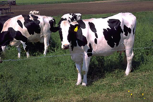 holstein dairy cow. most popular dairy cow